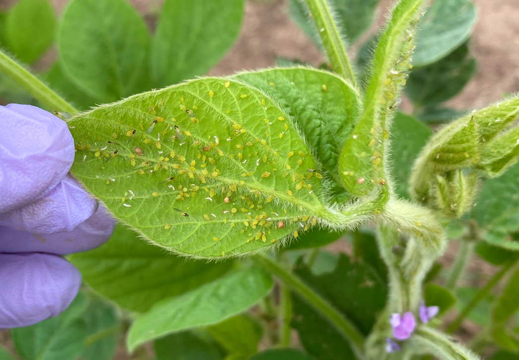 Soybean aphids photo