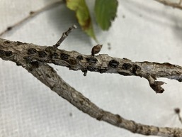 eastern filbert blight on twig