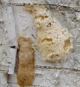 new vs old spongy moth egg mass