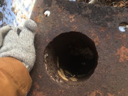 new egg masses laid in a pipe
