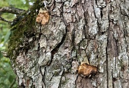 fungal growth on tree, not an egg mass
