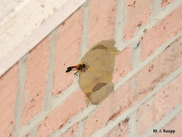 mud dauber nest