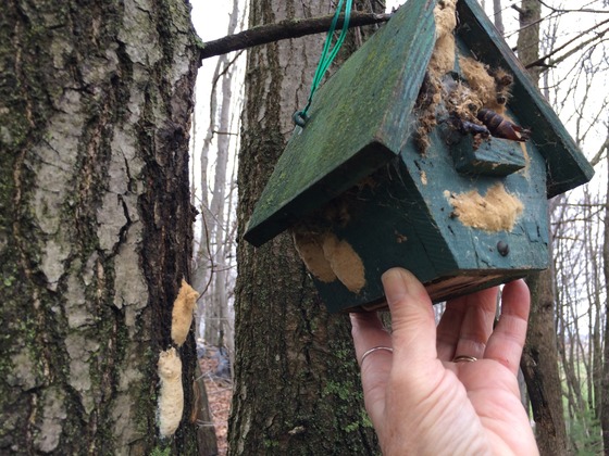 birdhouse covered in spongy moth egg masses and pupal cases