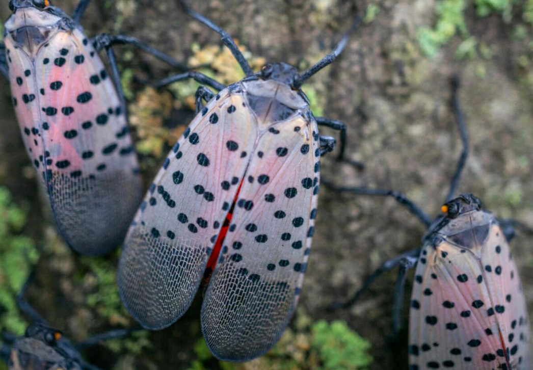 Spotted lanterflies