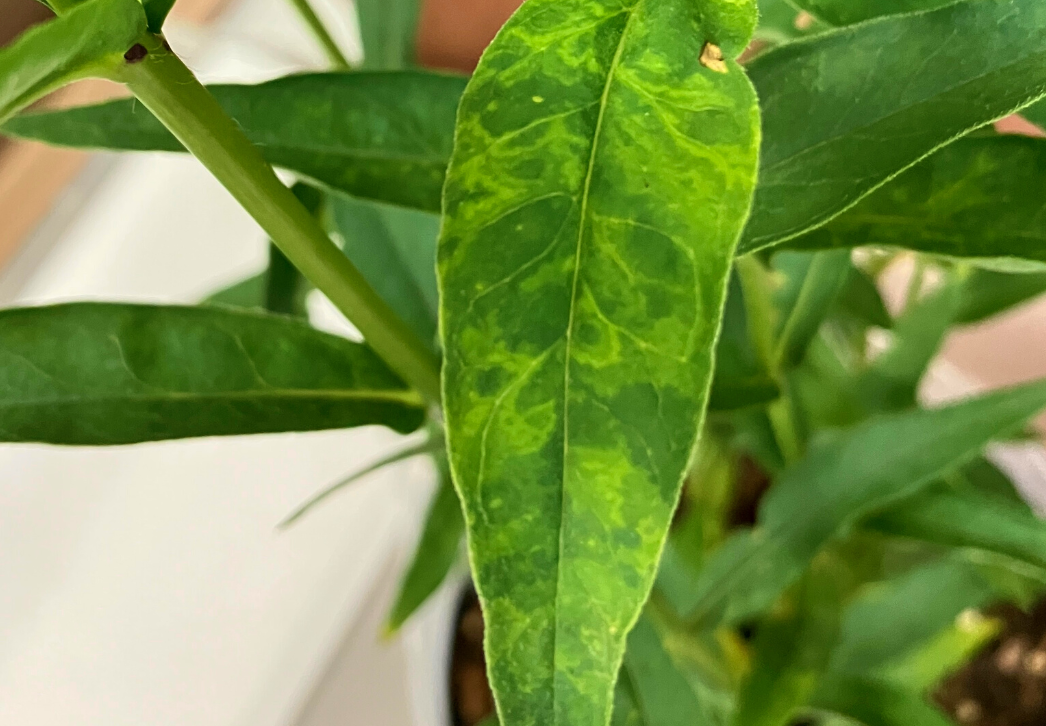 Leaf mottling caused by tobacco rattle virus on phlox