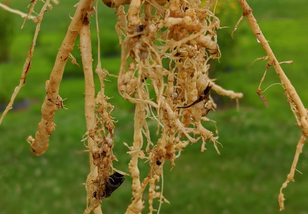 Root-knot galls on melon roots