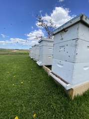 Beautiful-Honey-Bee-Hives-PS