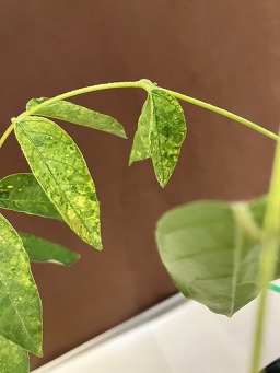Leaf mottling caused by a potyvirus on Wisteria