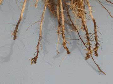Root Lesion nematode damage on corn