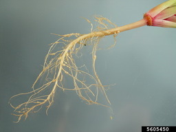 Root Knot Nematode galls on spinach