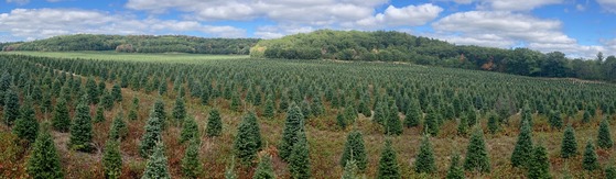 wisconsin christmas tree field