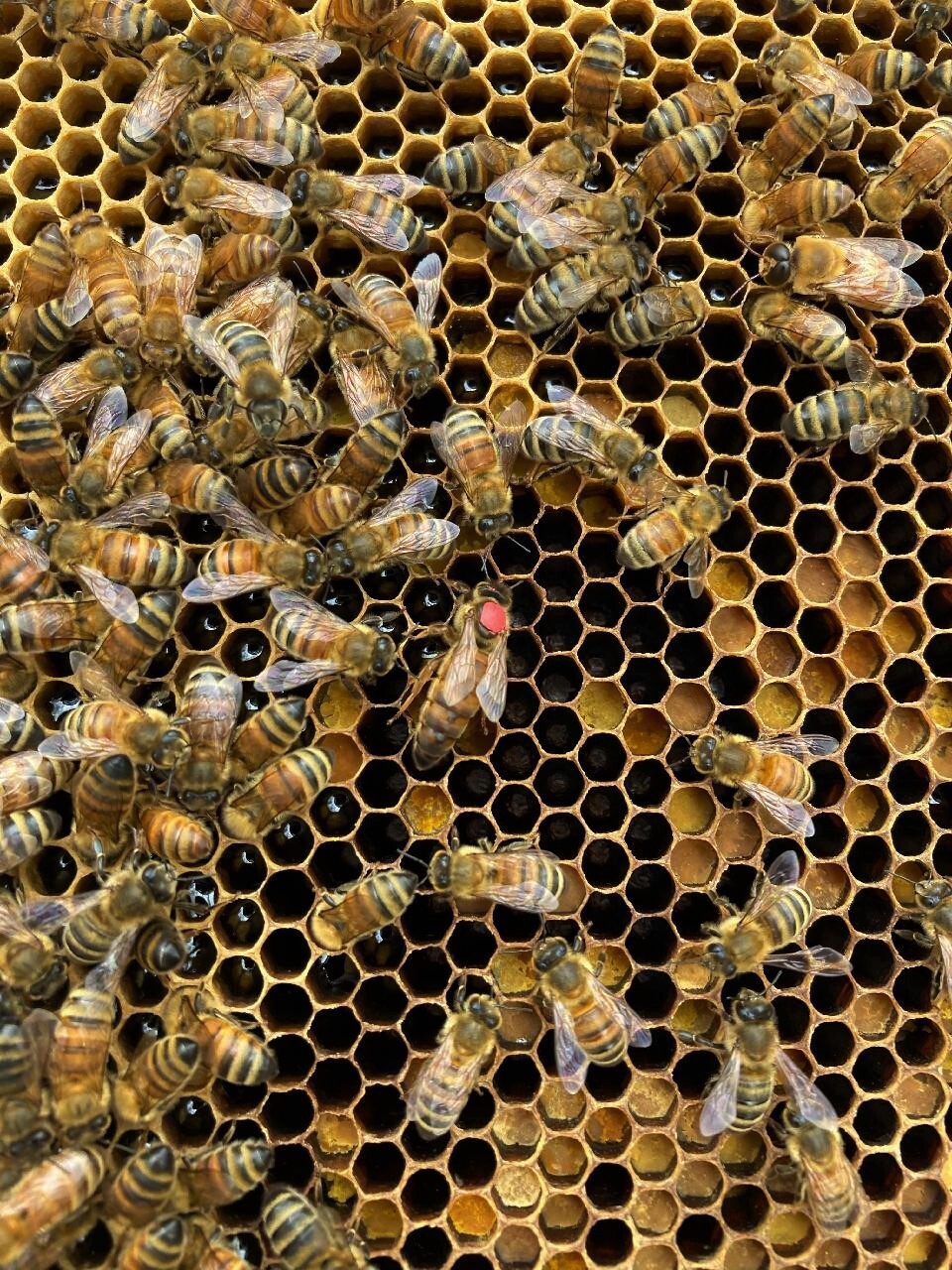 Honey Bees Marked Queen