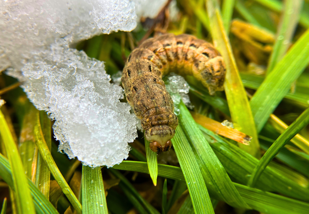 Winter cutworm larva