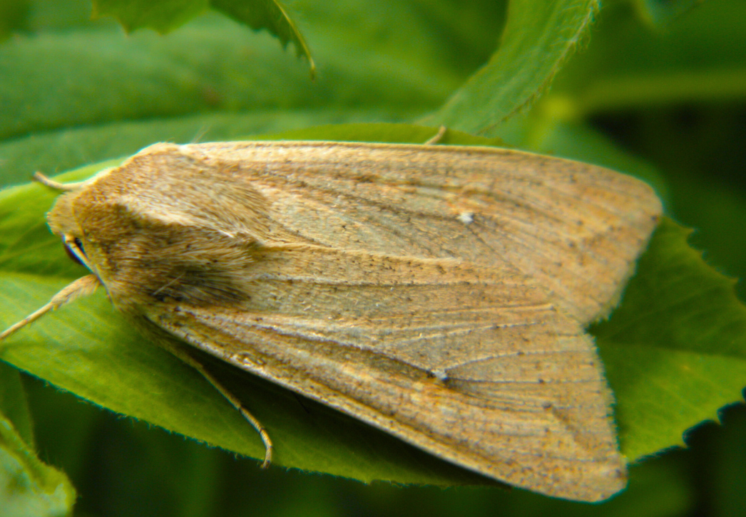 True armyworm moth