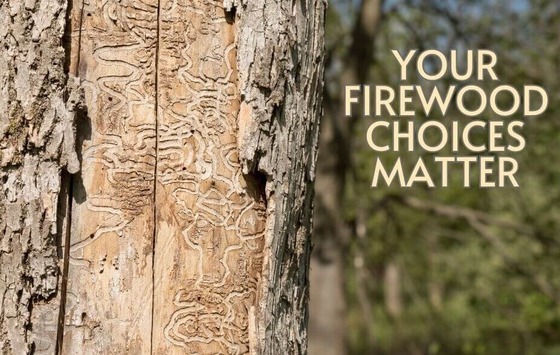 Your firewood choices matter