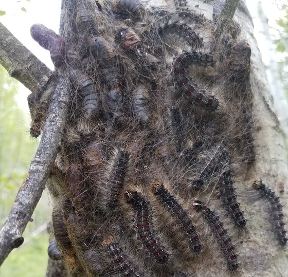 Spongy moth caterpillars and pupal cases