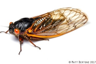 Periodical Cicada Credit Matt Bertone