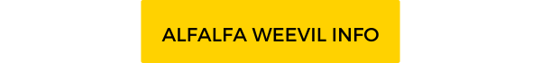 Alfalfa Weevil Info Button