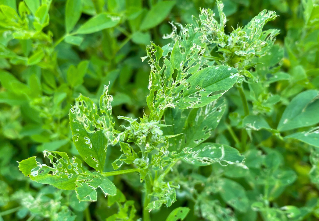 Alfalfa weevil stem tip feeding damage
