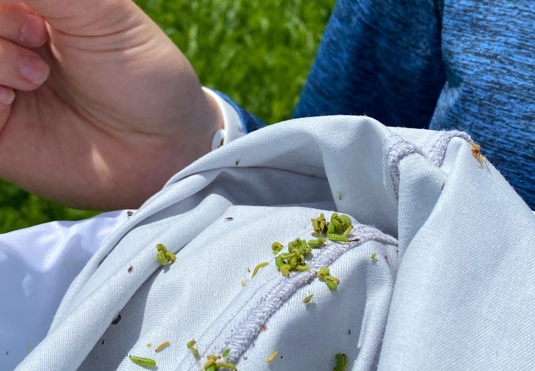 Alfalfa weevil larvae in sweep net sample