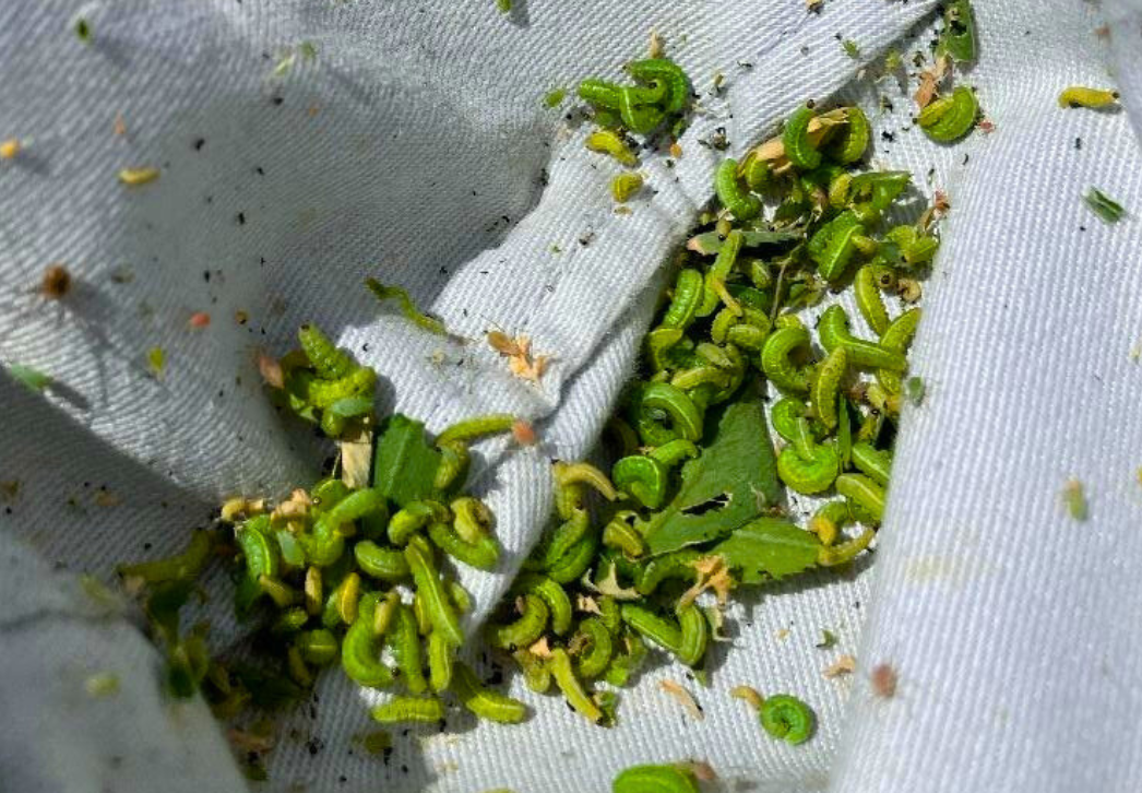 Alfalfa weevil larvae in sweep net sample
