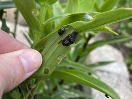 lily leaf beetle larvae