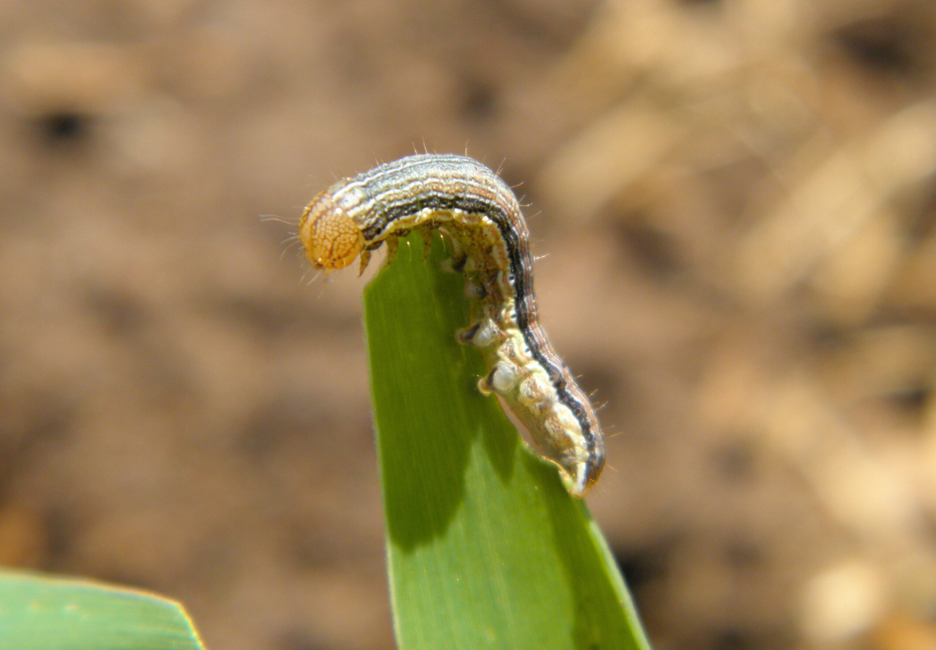 True armyworm larva