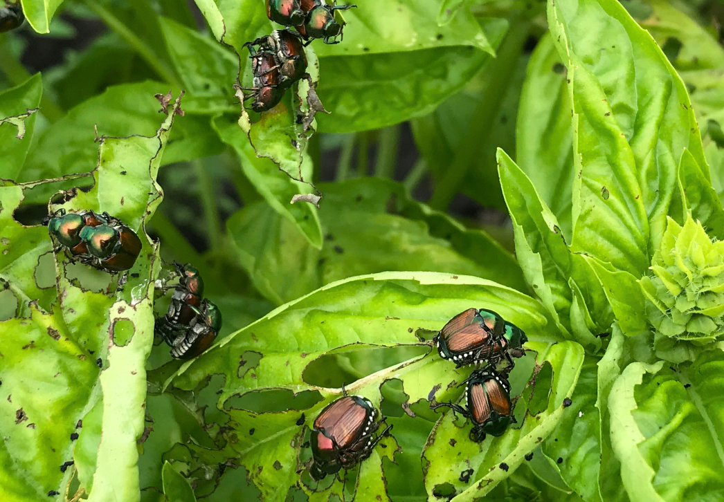 Japanese beetles feeding