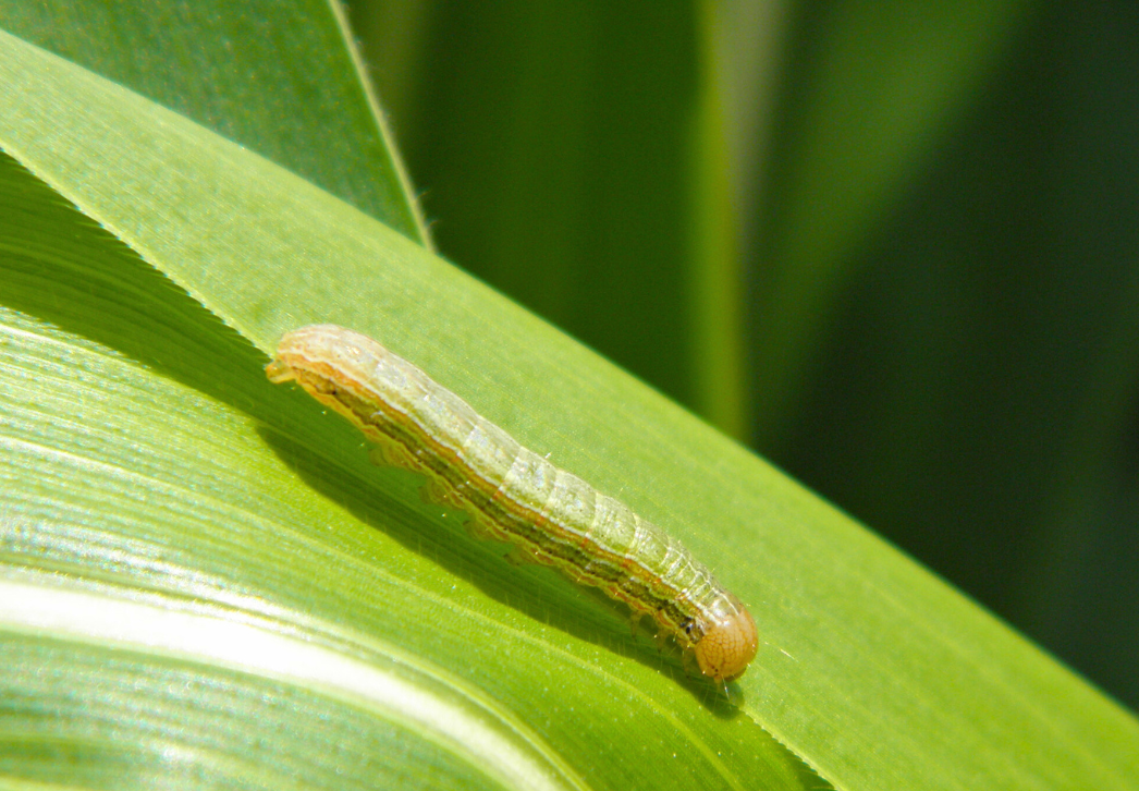 True armyworm larva