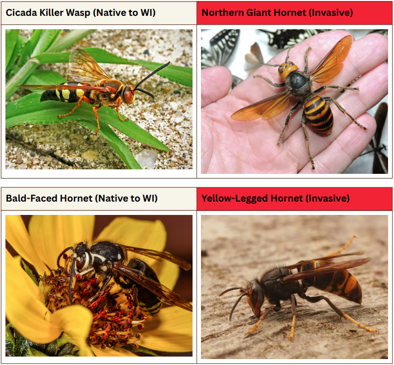 native vs invasive hornets