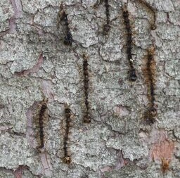 spongy moth caterpillars dead from fungal infection