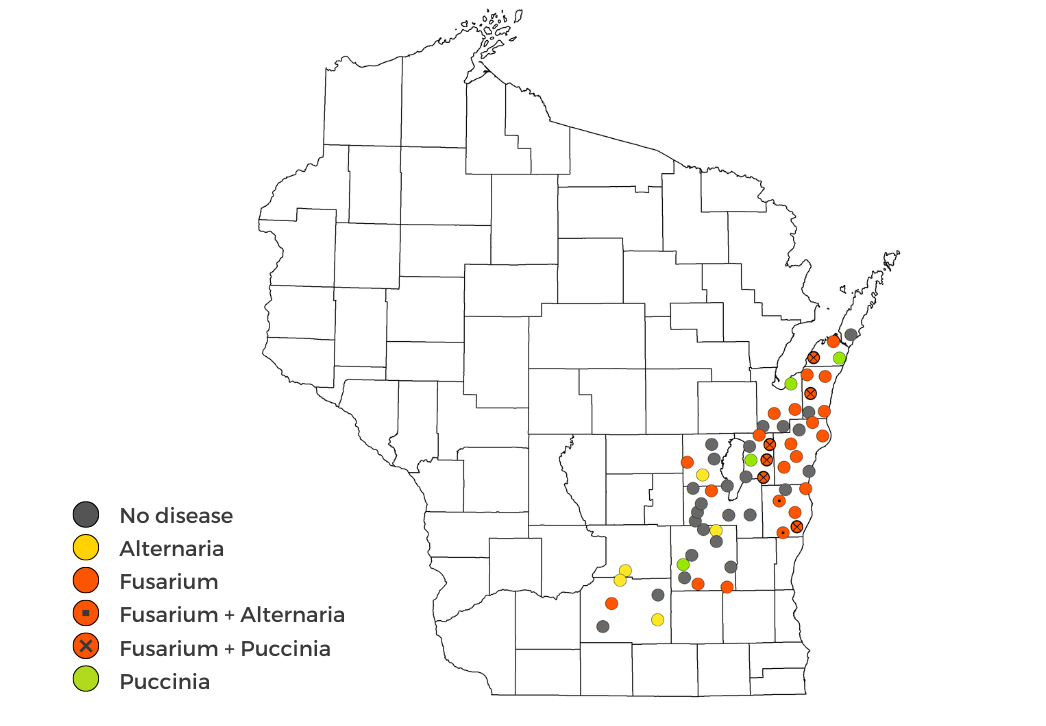 Wheat Disease Survey Results June 6-21, 2024 map