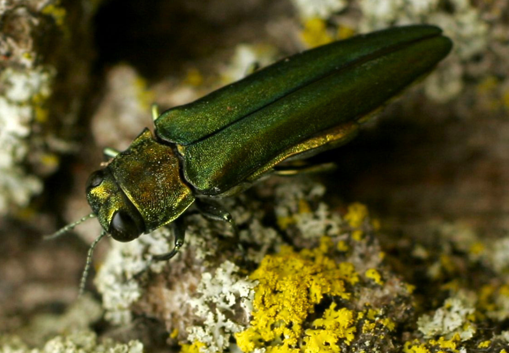 Emerald ash borer beetle