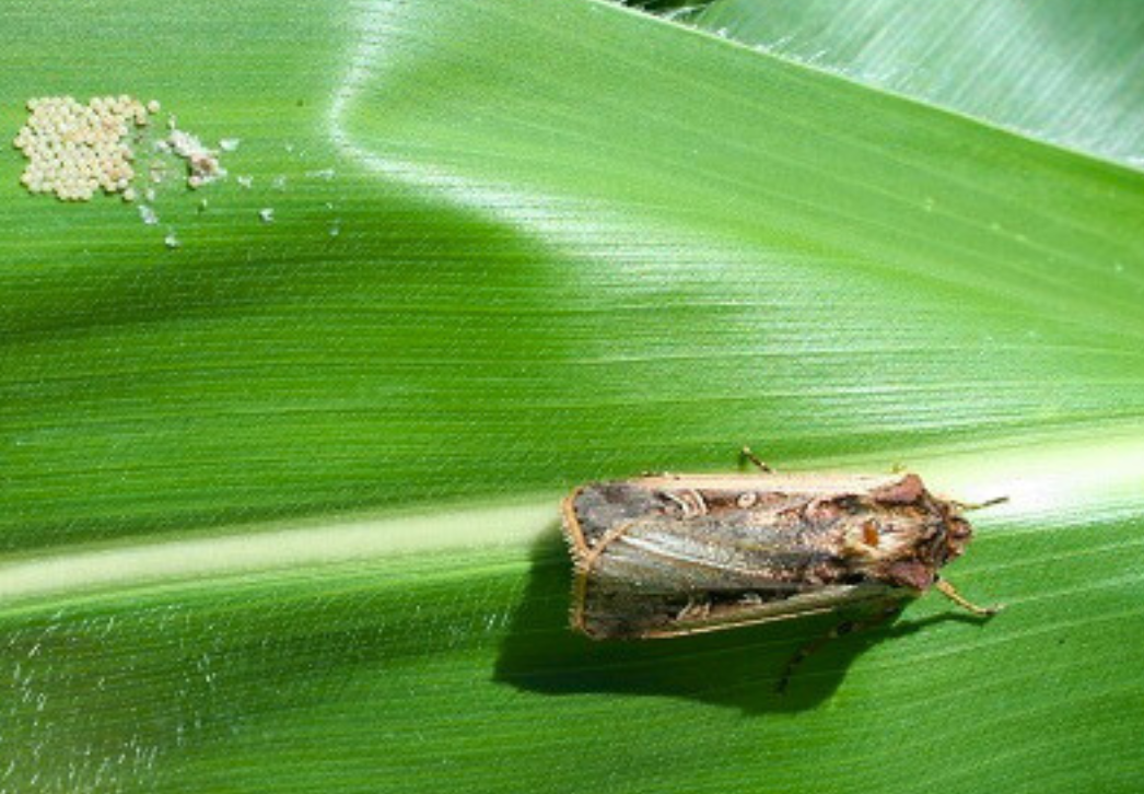 Western bean cutworm moth and eggs