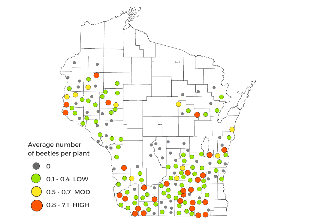 Corn rootworm beetle preliminary survey results map