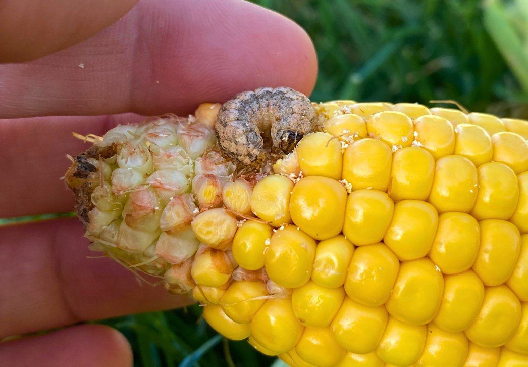 Western bean cutworm larvae