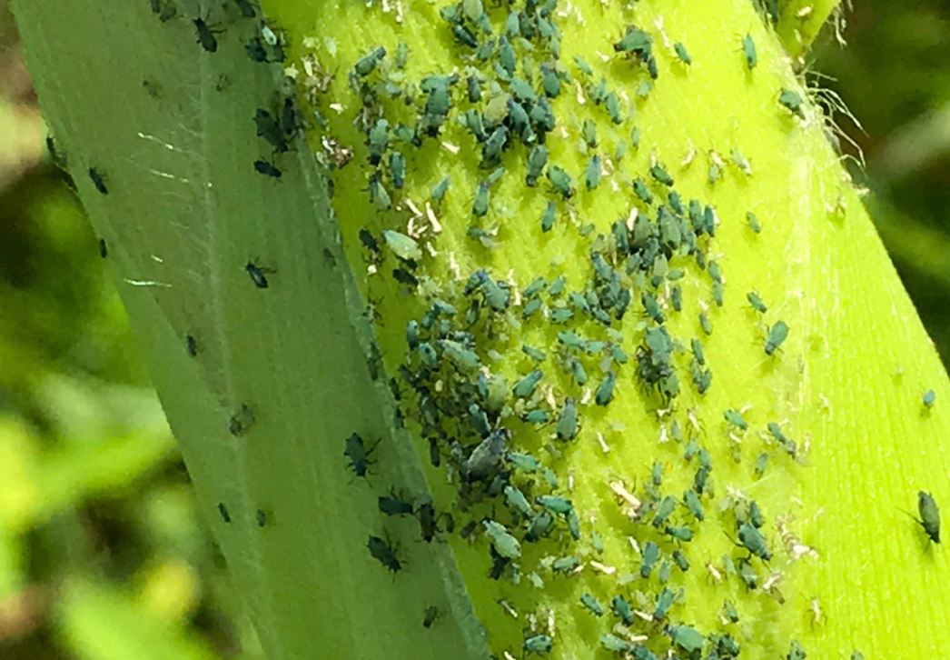 Corn leaf aphids image