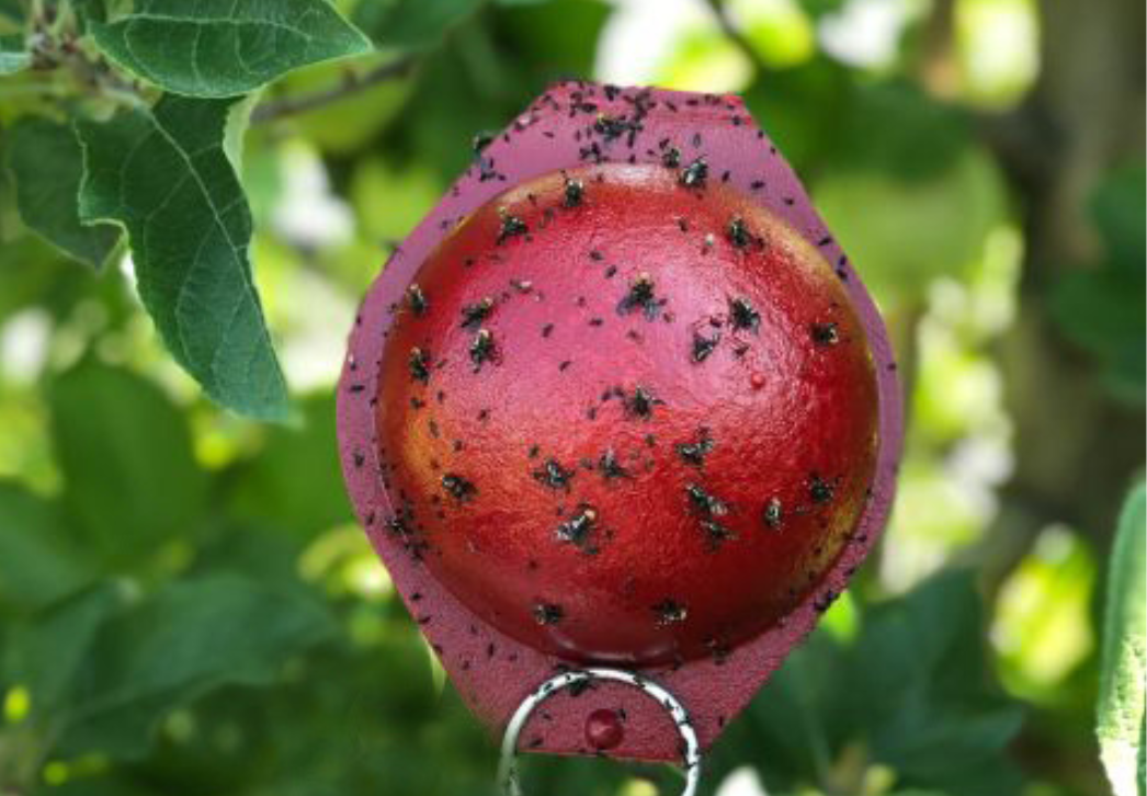 Apple maggot red spere trap image