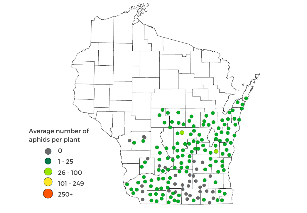 Soybean Aphid Counts as of August 1 map