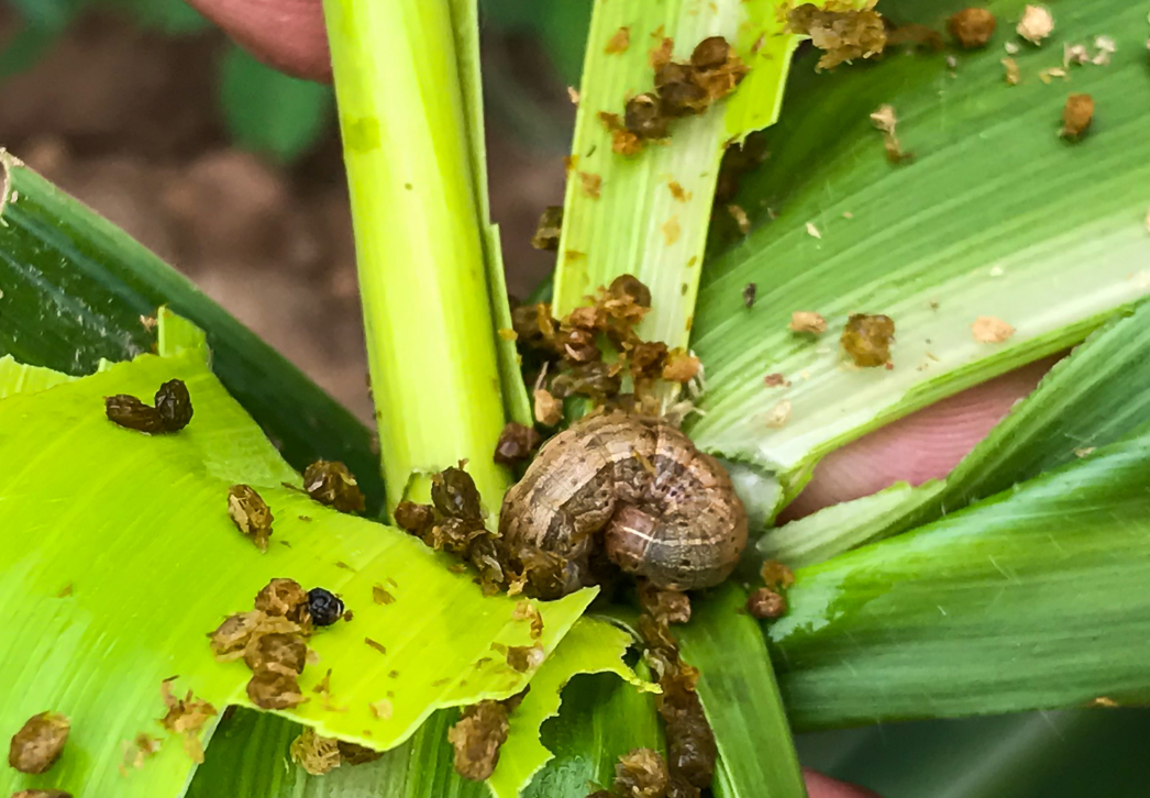 Fall armyworm larva