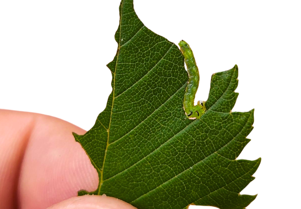 Elm zigzag sawfly larva