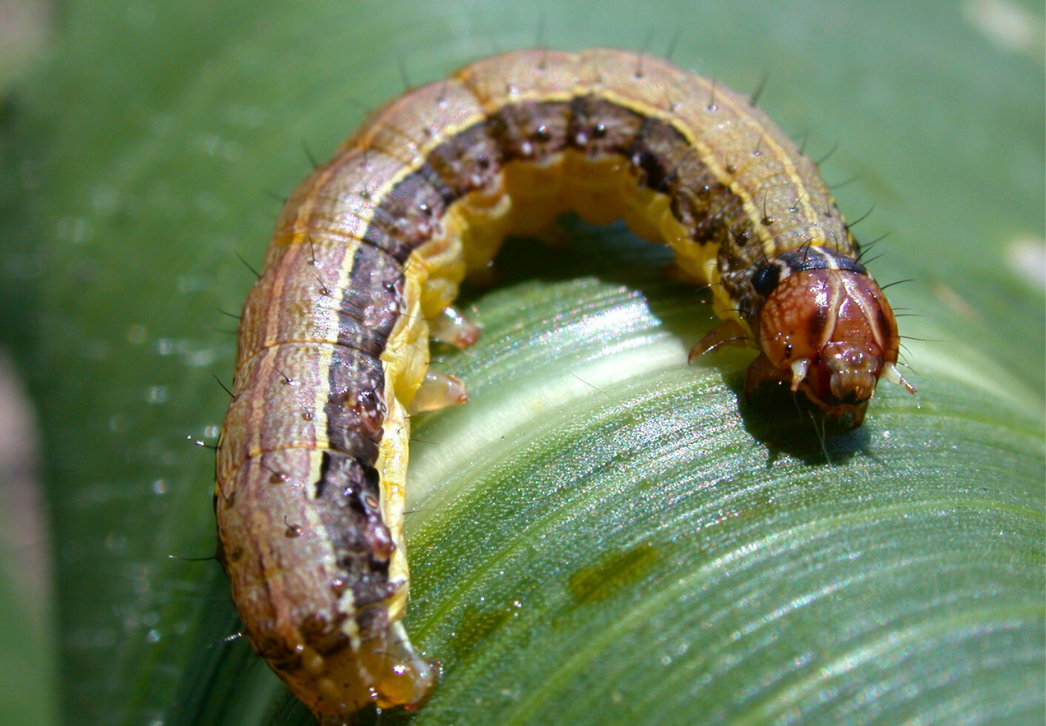 Fall armyworm larva close--up view