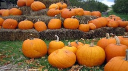 pumpkins