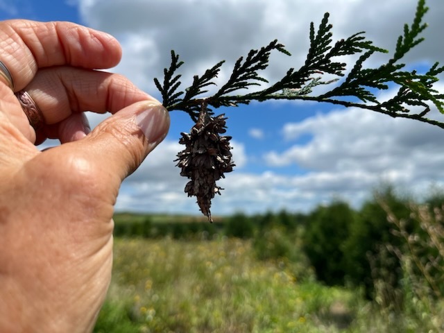 bagworm on arborvitae