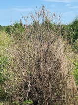 bagworm defoliation