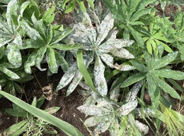 powdery mildew on lupine