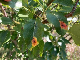 rust on callery pear