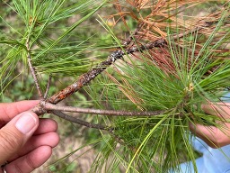 White pine blister rust on pine in Washington, Waushara and Jackson counties