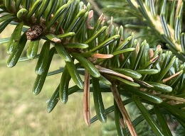 pine leaf beetle