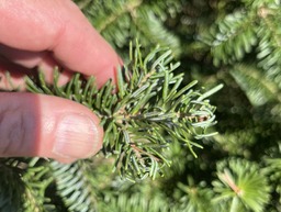 balsam twig aphid damage